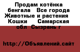 Продам котёнка бенгала - Все города Животные и растения » Кошки   . Самарская обл.,Сызрань г.